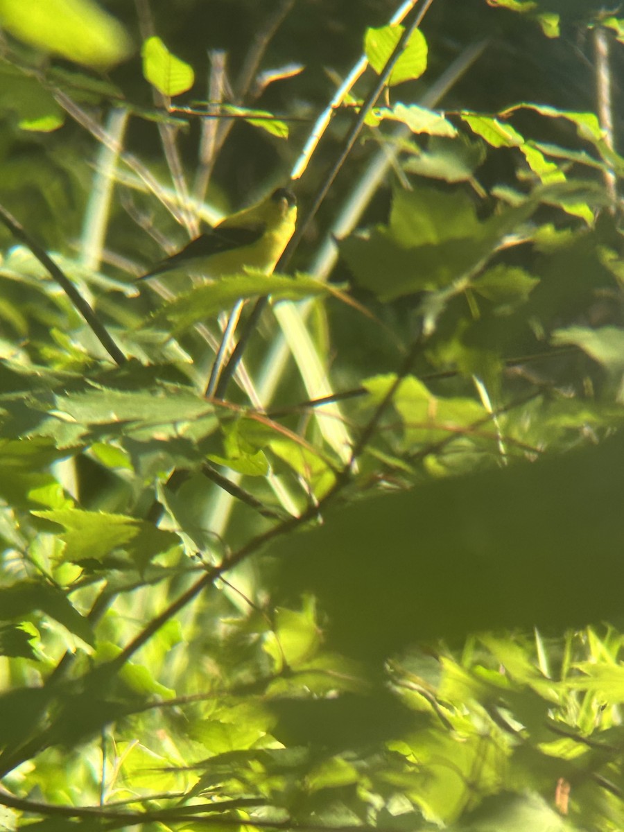 American Goldfinch - ML622368978