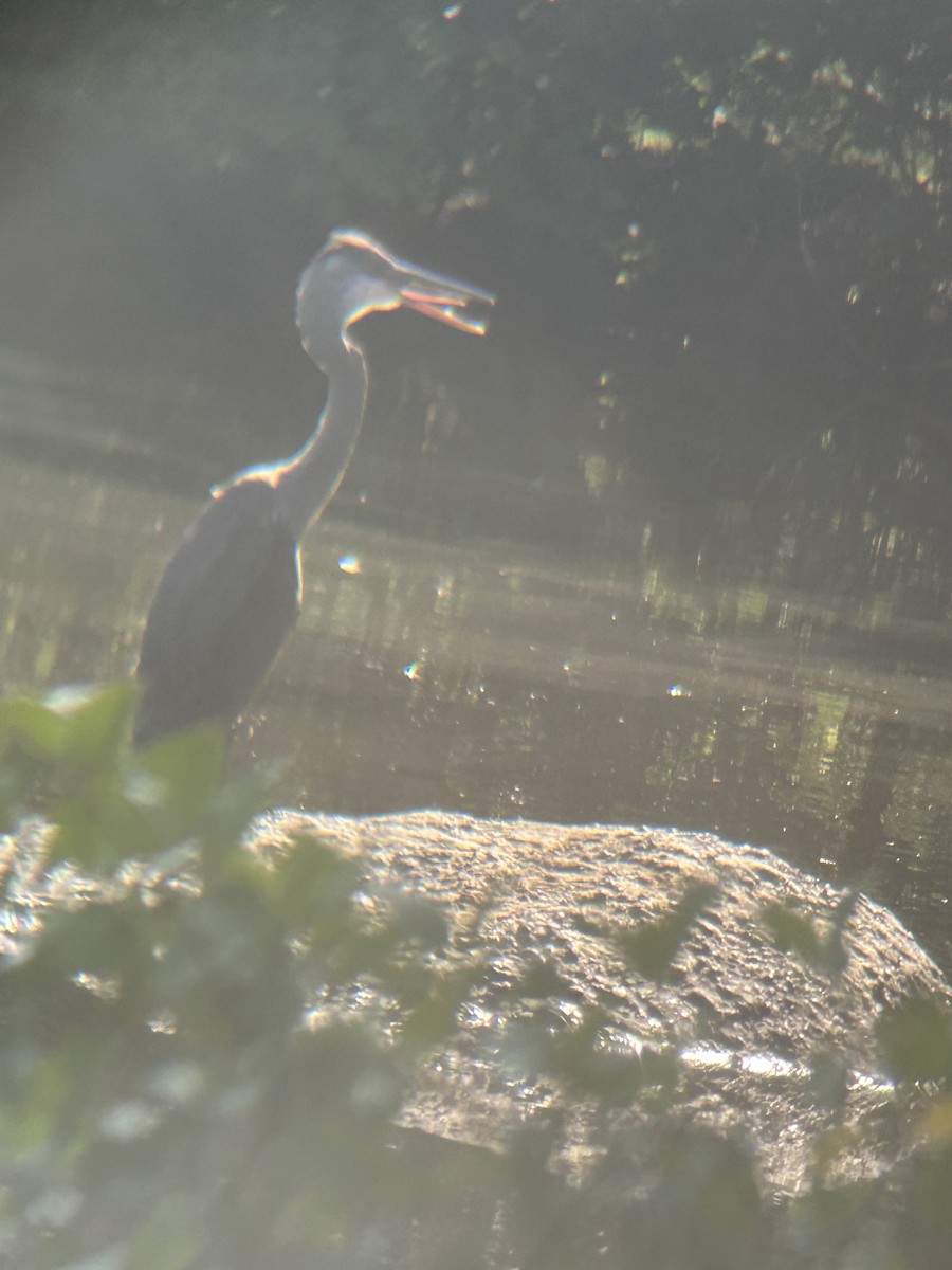 Great Blue Heron (Great Blue) - ML622368994