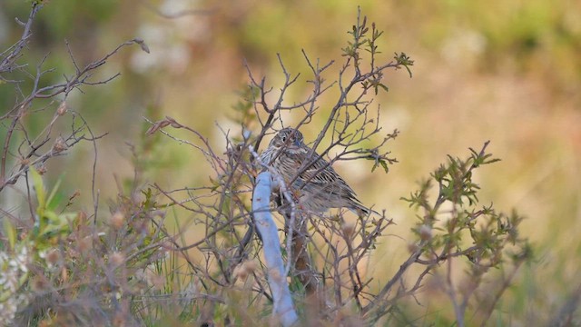 Vesper Sparrow - ML622369027