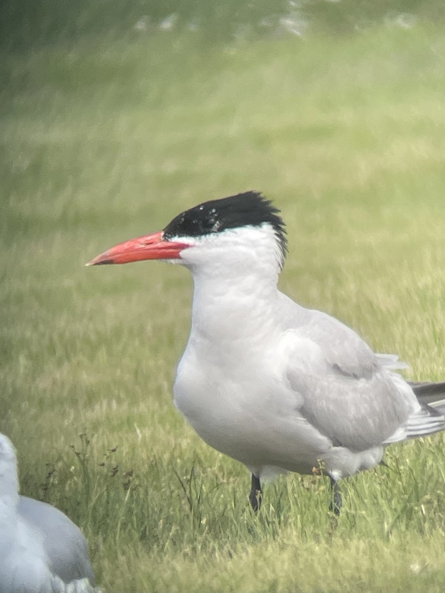 Caspian Tern - Nicolas Main