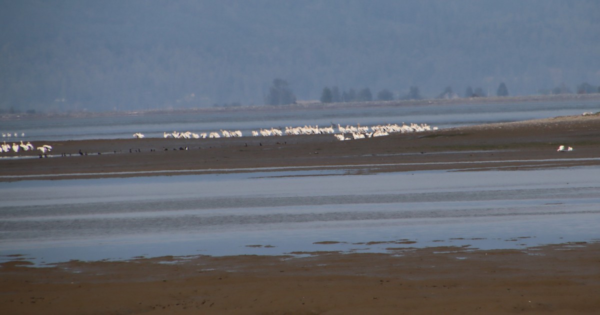 American White Pelican - ML622369078