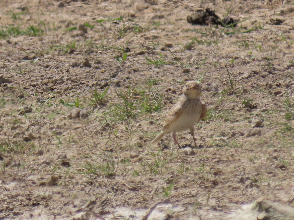 Turkestan Short-toed Lark - ML622369267