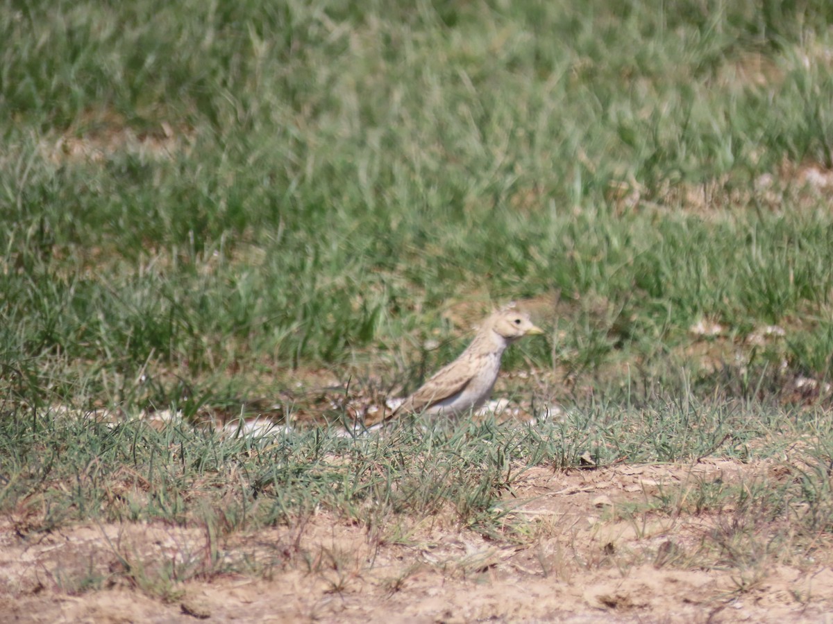 Turkestan Short-toed Lark - ML622369268