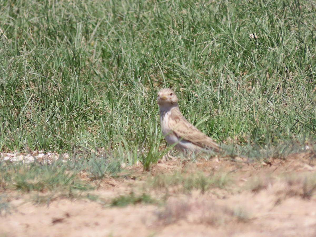 Turkestan Short-toed Lark - ML622369269