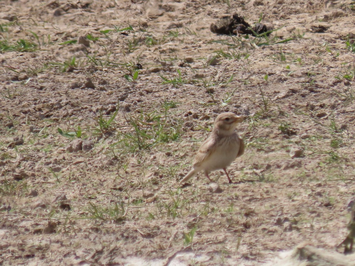 Turkestan Short-toed Lark - ML622369270