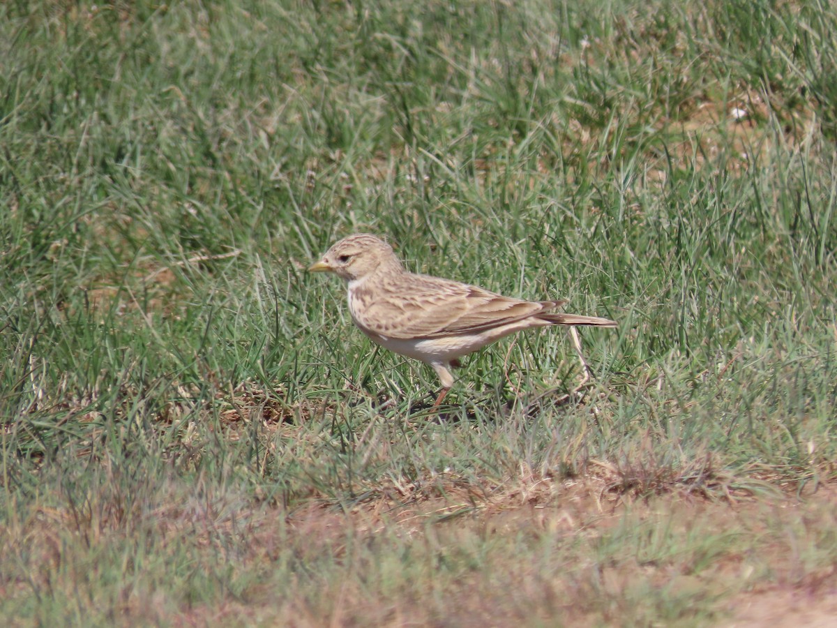 Turkestan Short-toed Lark - ML622369431