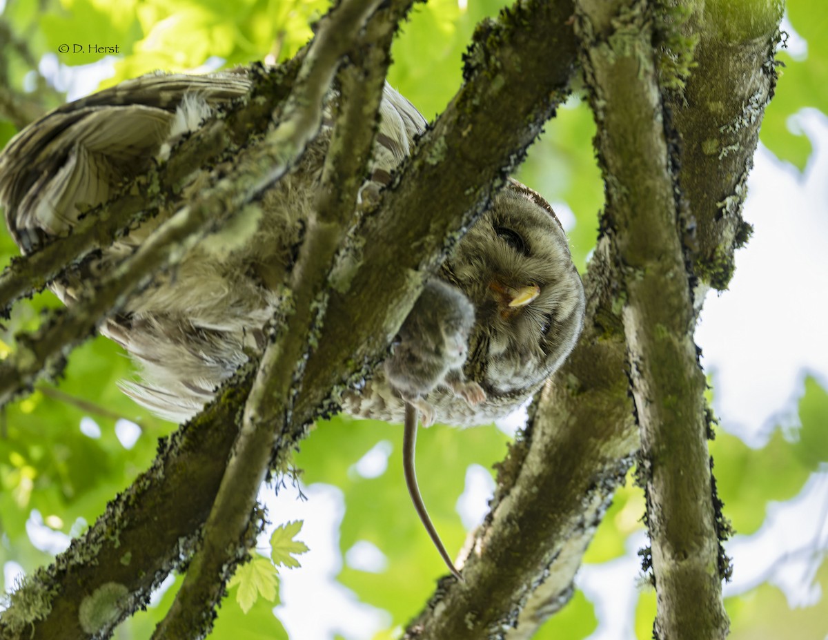 Barred Owl - ML622369451