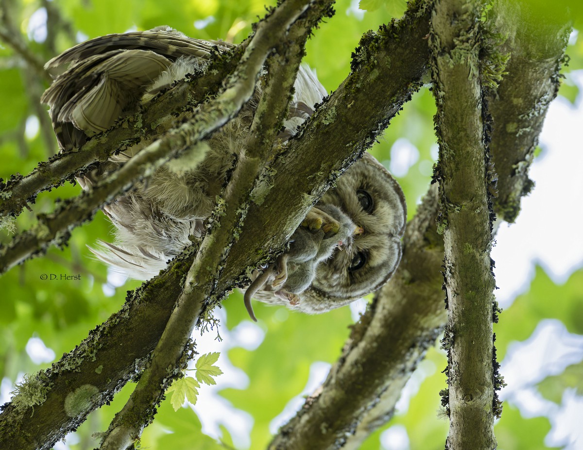 Barred Owl - ML622369452