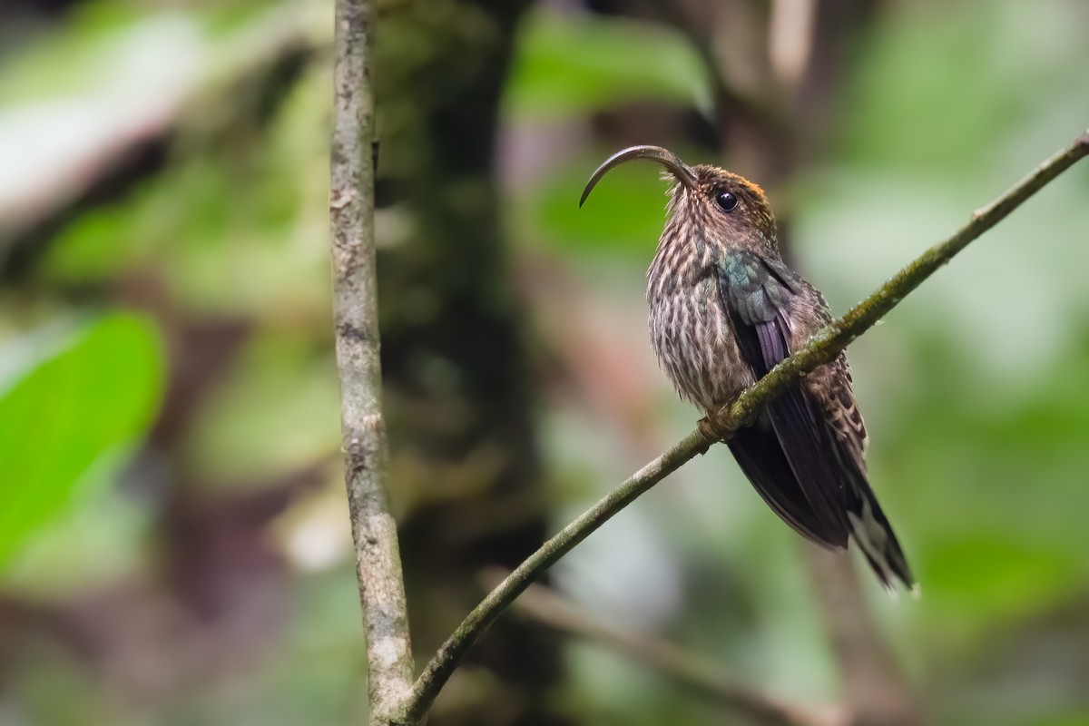 White-tipped Sicklebill - ML622369490