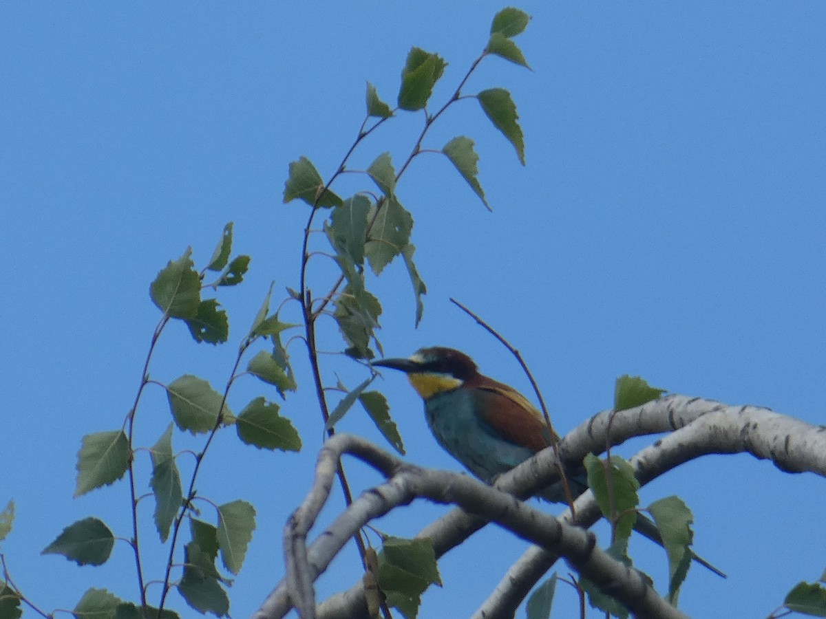 European Bee-eater - ML622369550