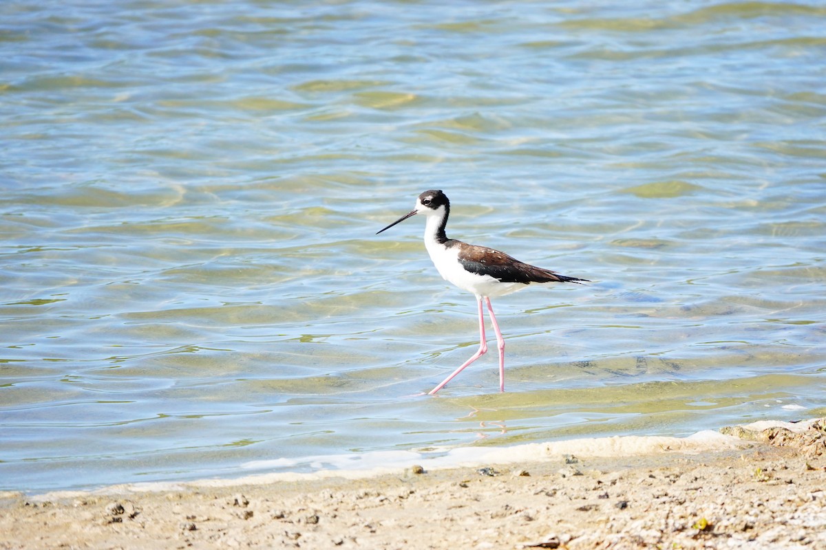 Black-necked Stilt (Hawaiian) - Emily Denker