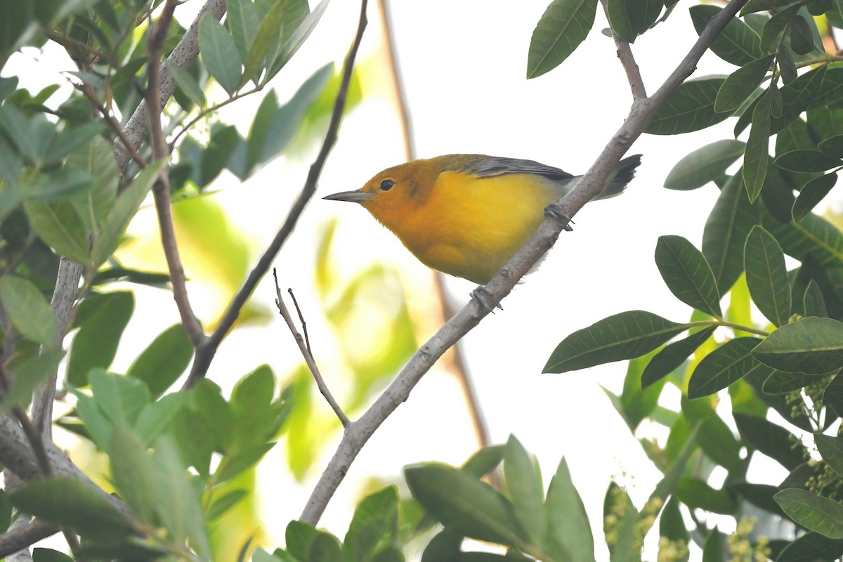 Prothonotary Warbler - ML622369602