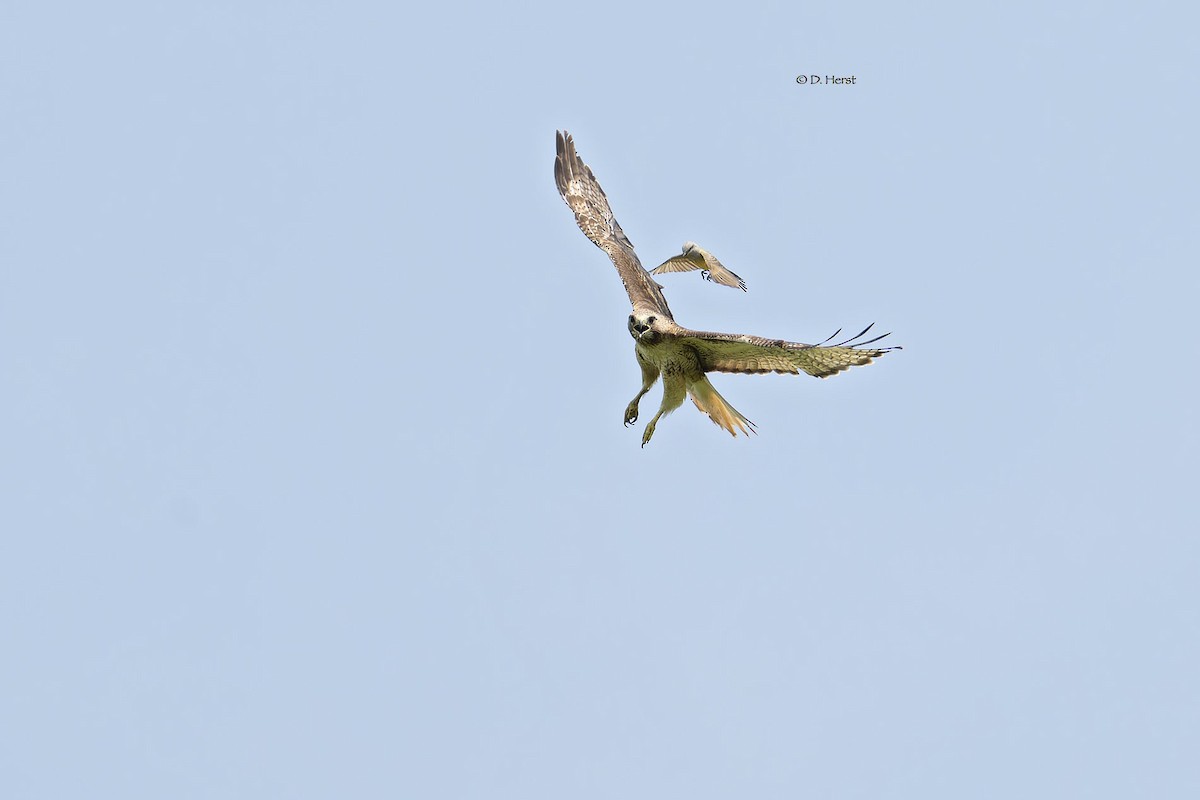 Red-tailed Hawk - Debra Herst