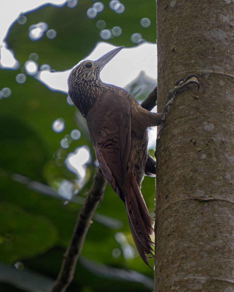 Strong-billed Woodcreeper (Andean/Northern) - ML622369625