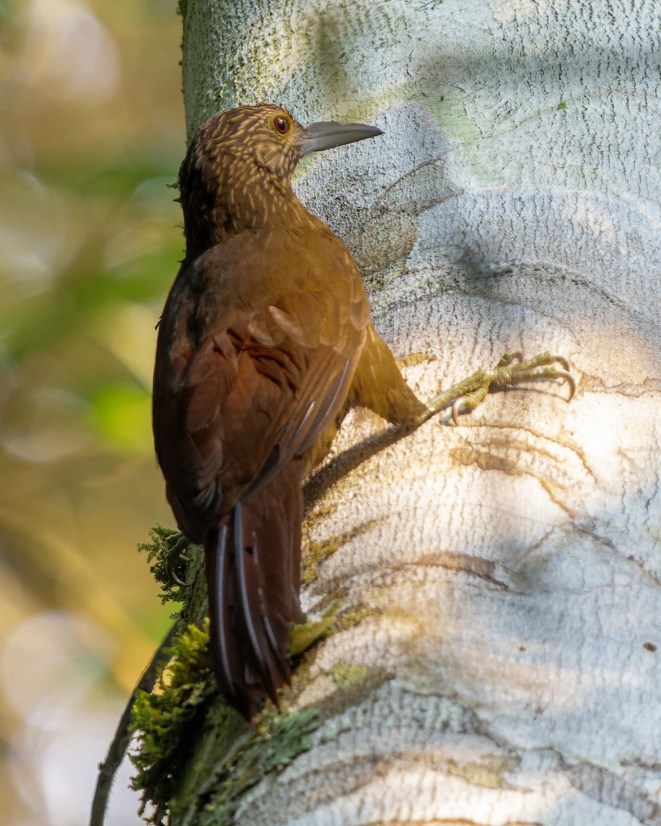 Strong-billed Woodcreeper (Andean/Northern) - ML622369628