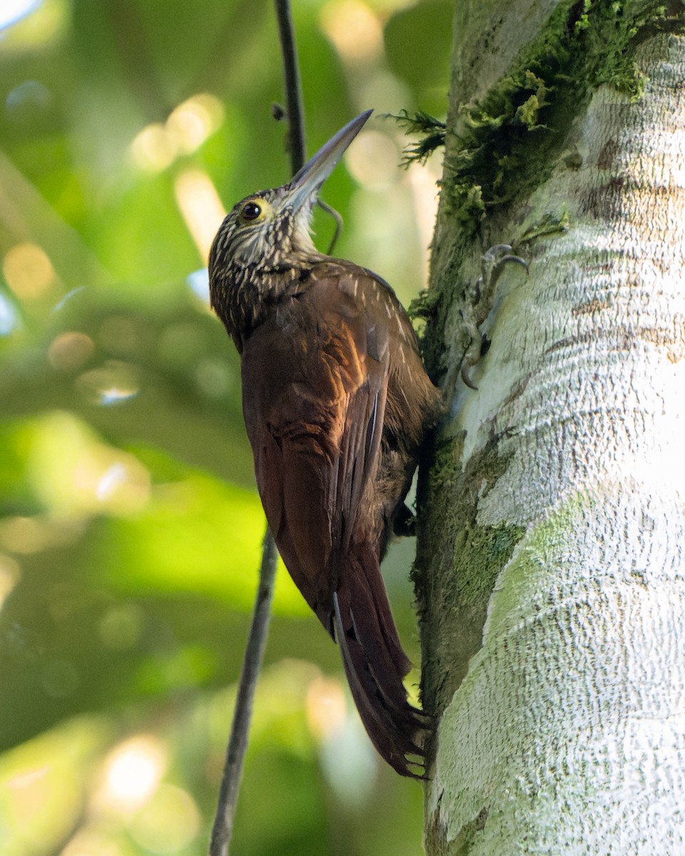 Strong-billed Woodcreeper (Andean/Northern) - ML622369632