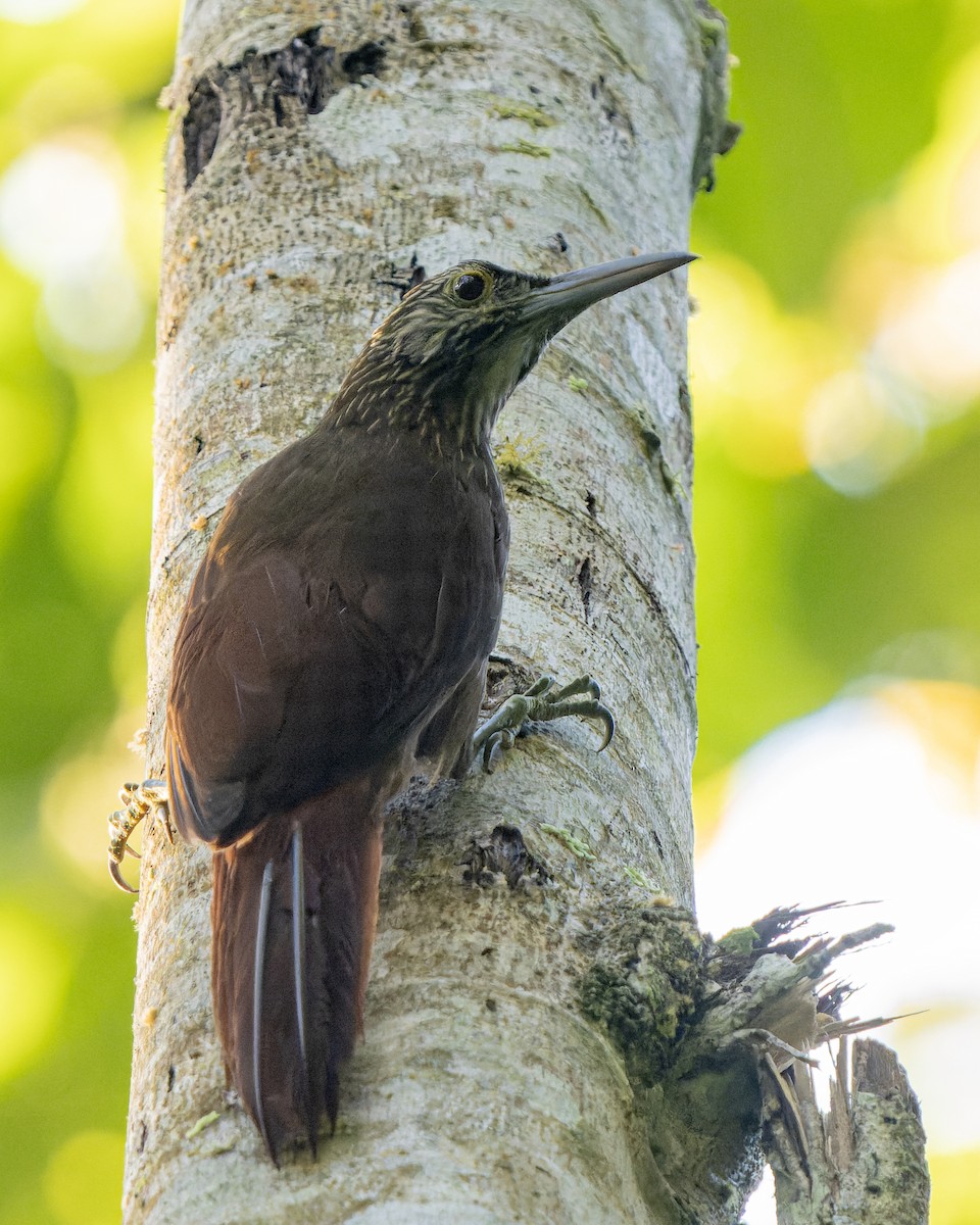 Strong-billed Woodcreeper (Andean/Northern) - ML622369638