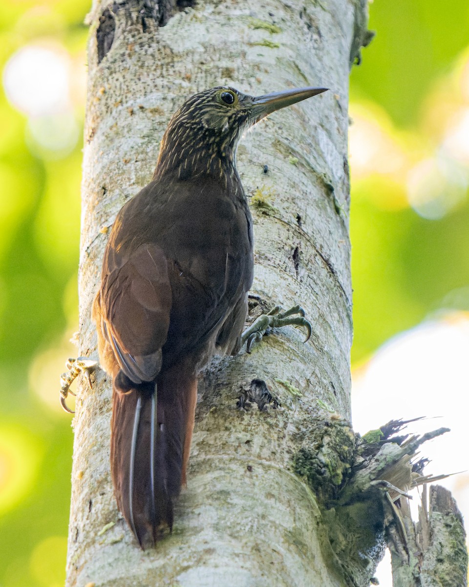 Strong-billed Woodcreeper (Andean/Northern) - ML622369642