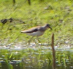 Spotted Sandpiper - ML622369659