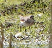 Spotted Sandpiper - ML622369660