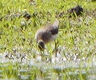 Spotted Sandpiper - ML622369661