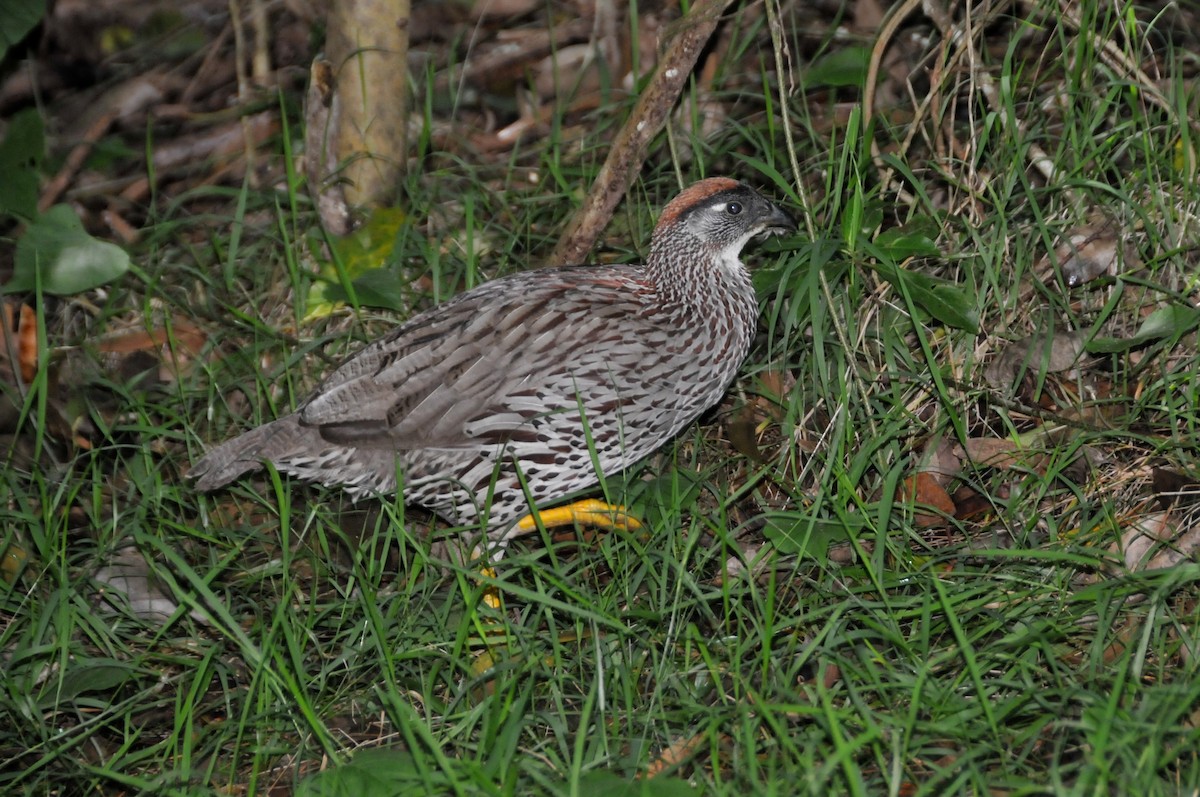 Erckel's Spurfowl - ML622369685