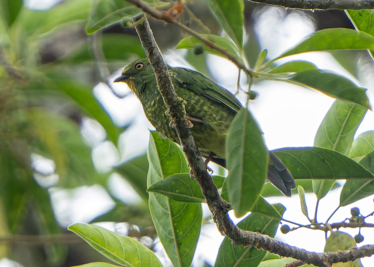 Scarlet-breasted Fruiteater - ML622369705