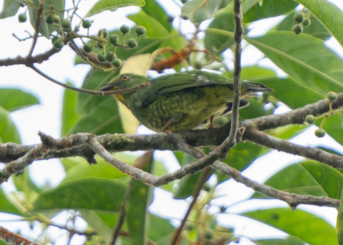 Scarlet-breasted Fruiteater - ML622369716