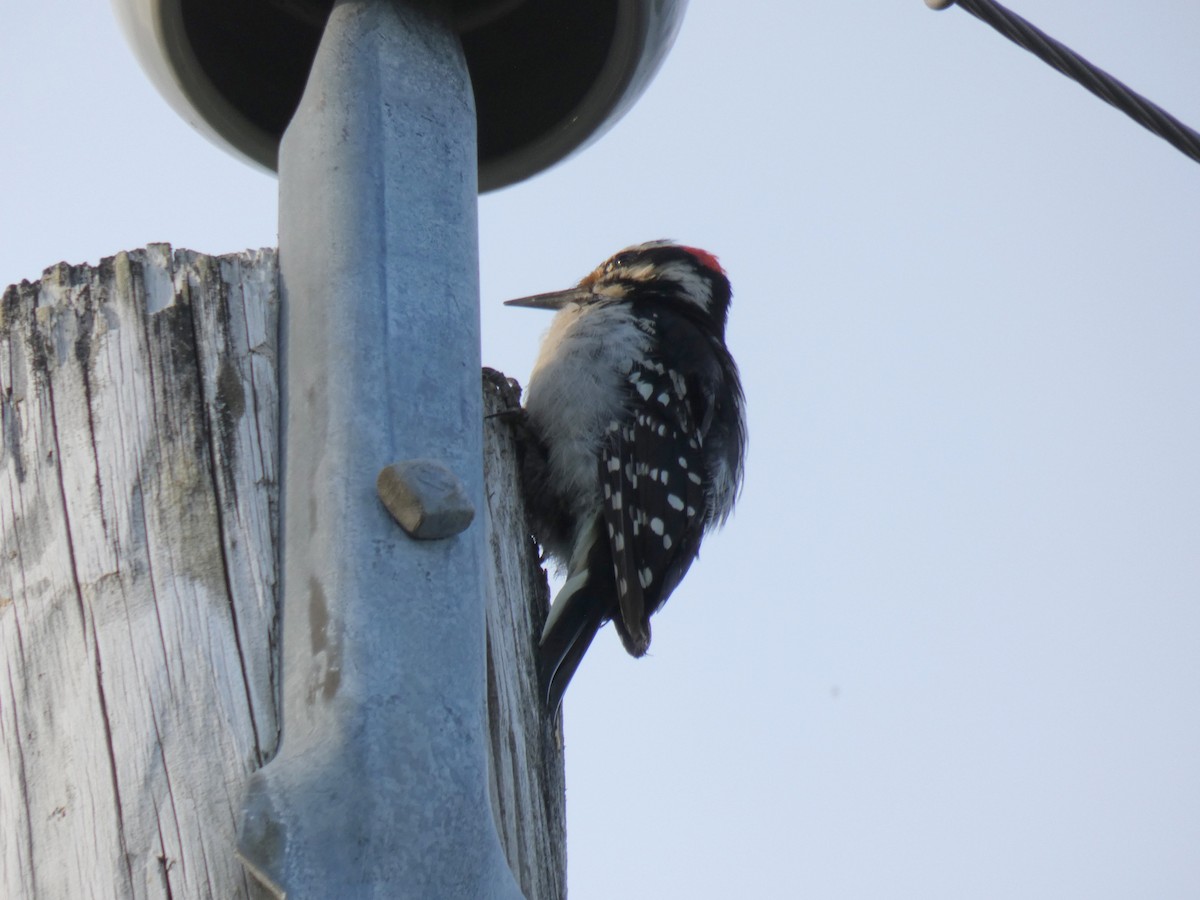 Hairy Woodpecker - ML622369750