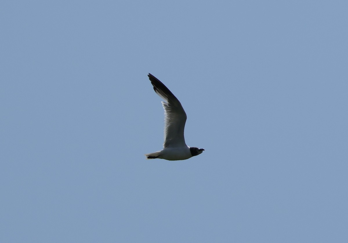 Laughing Gull - ML622369772