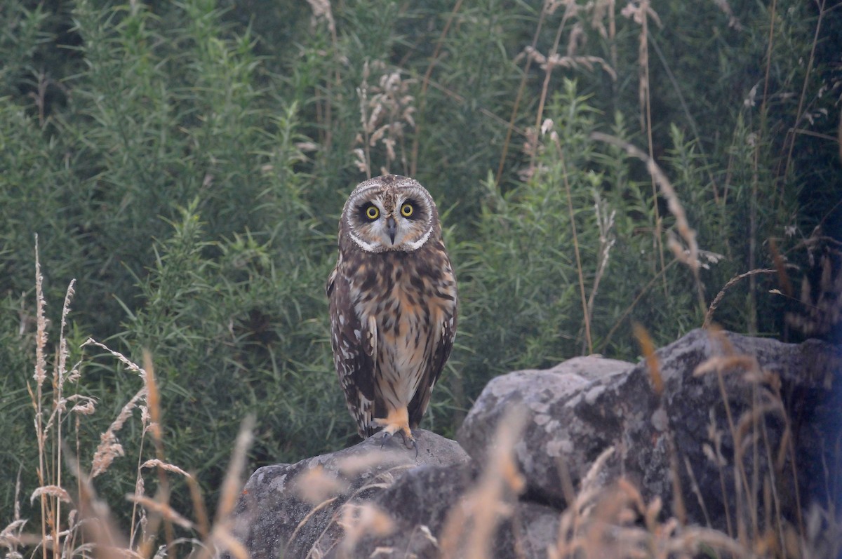 Short-eared Owl (Hawaiian) - ML622369806