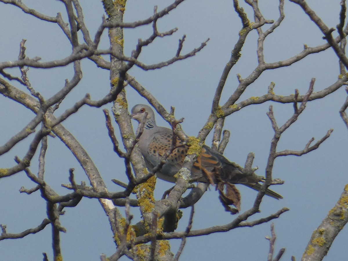 European Turtle-Dove - ML622369807