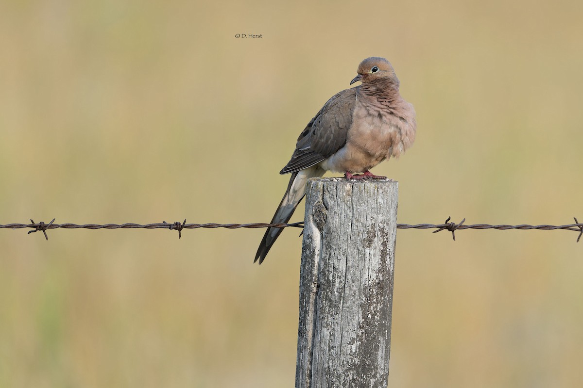 Mourning Dove - ML622369813