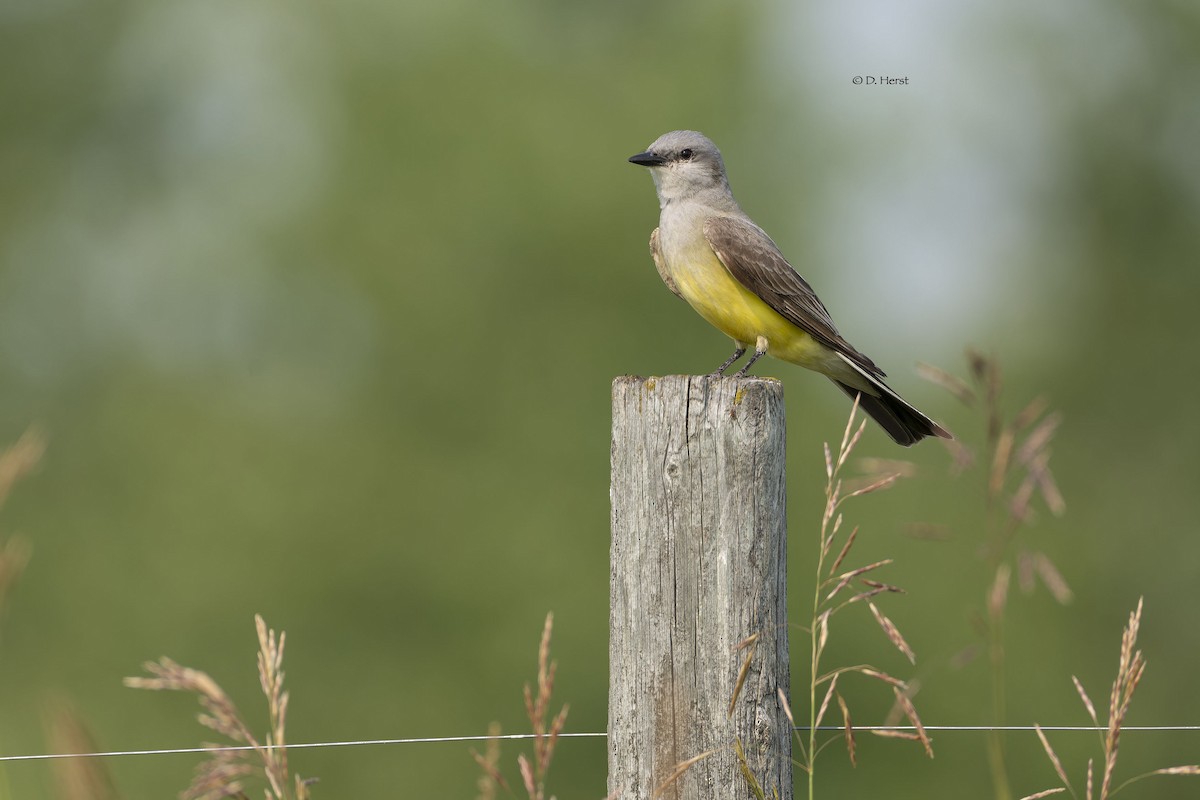 Schmalschnabel-Königstyrann - ML622369824