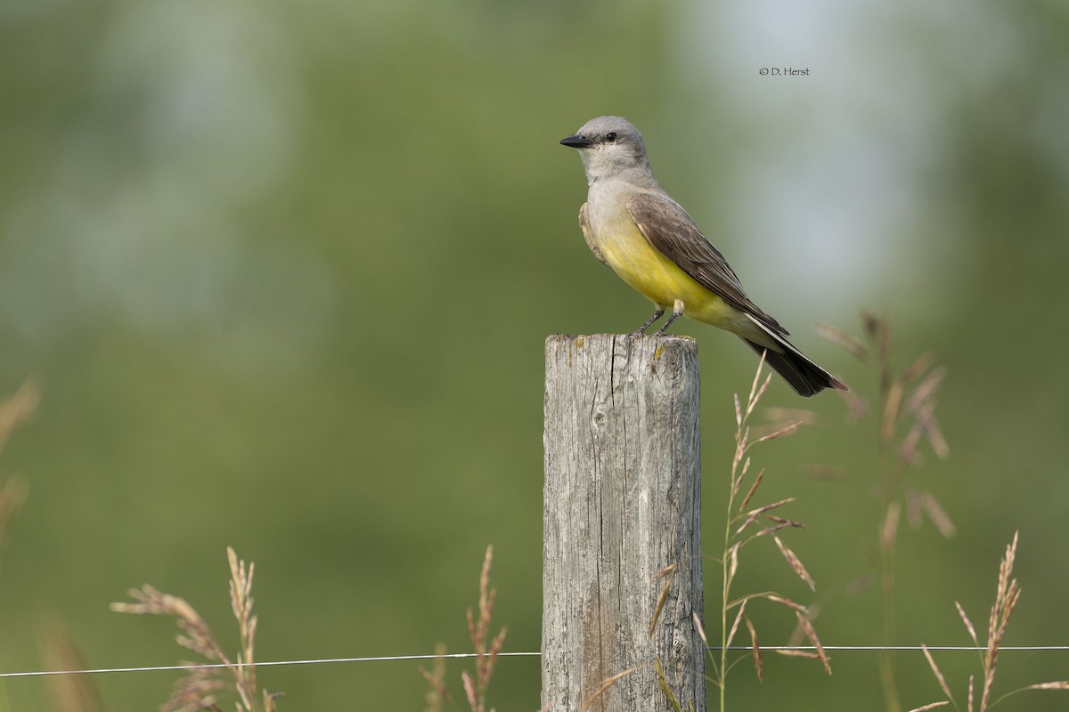 Western Kingbird - ML622369824