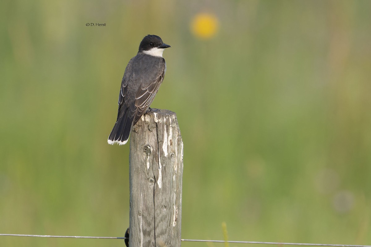 Eastern Kingbird - ML622369831