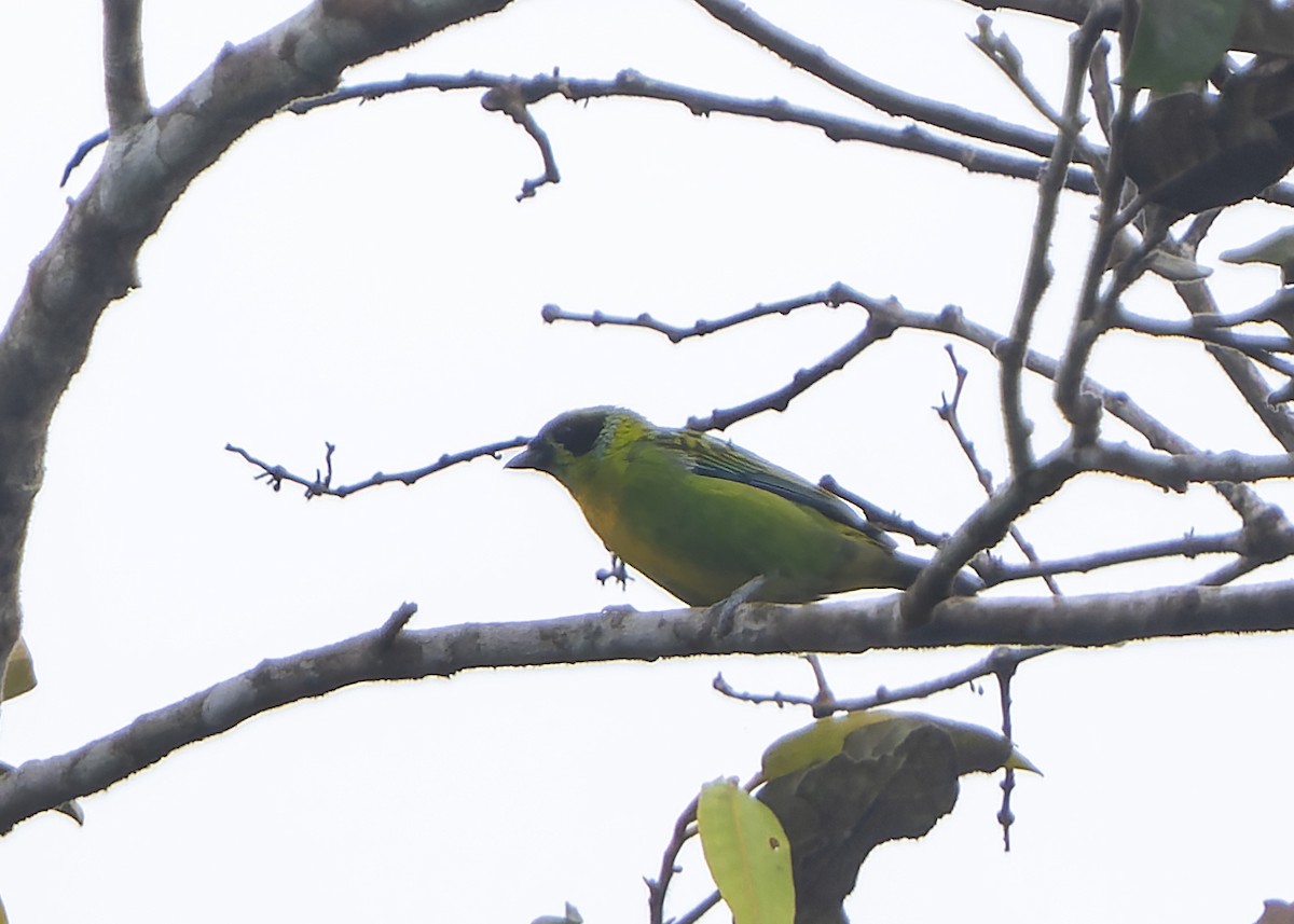 Green-and-gold Tanager - ML622369842