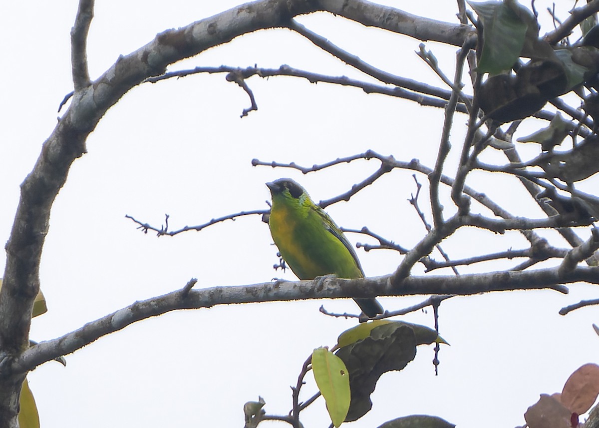 Green-and-gold Tanager - ML622369848