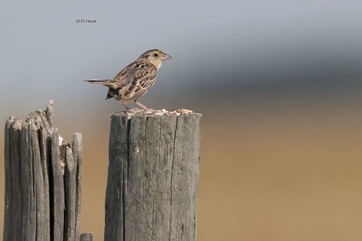 Grasshopper Sparrow - ML622369862