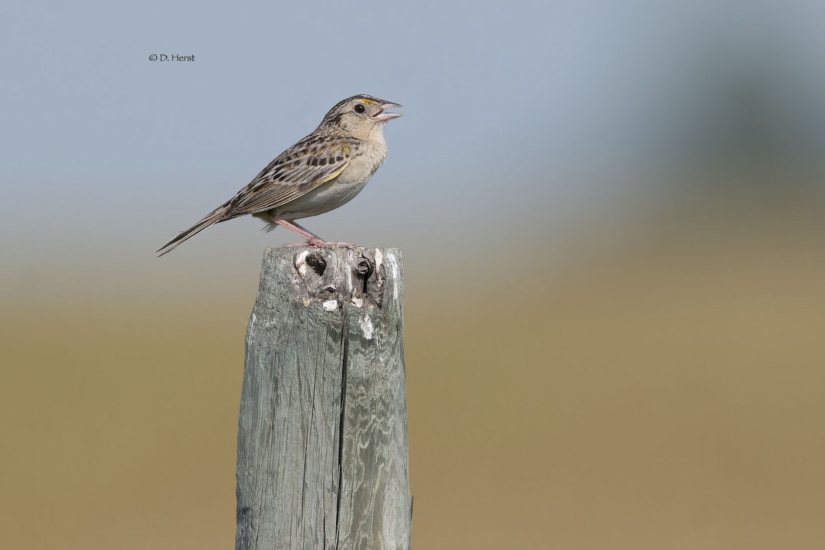 Grasshopper Sparrow - ML622369863