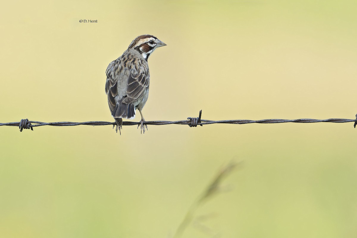 Lark Sparrow - ML622369872