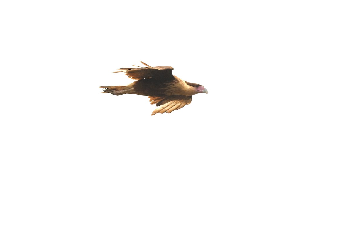 Crested Caracara - ML622369891