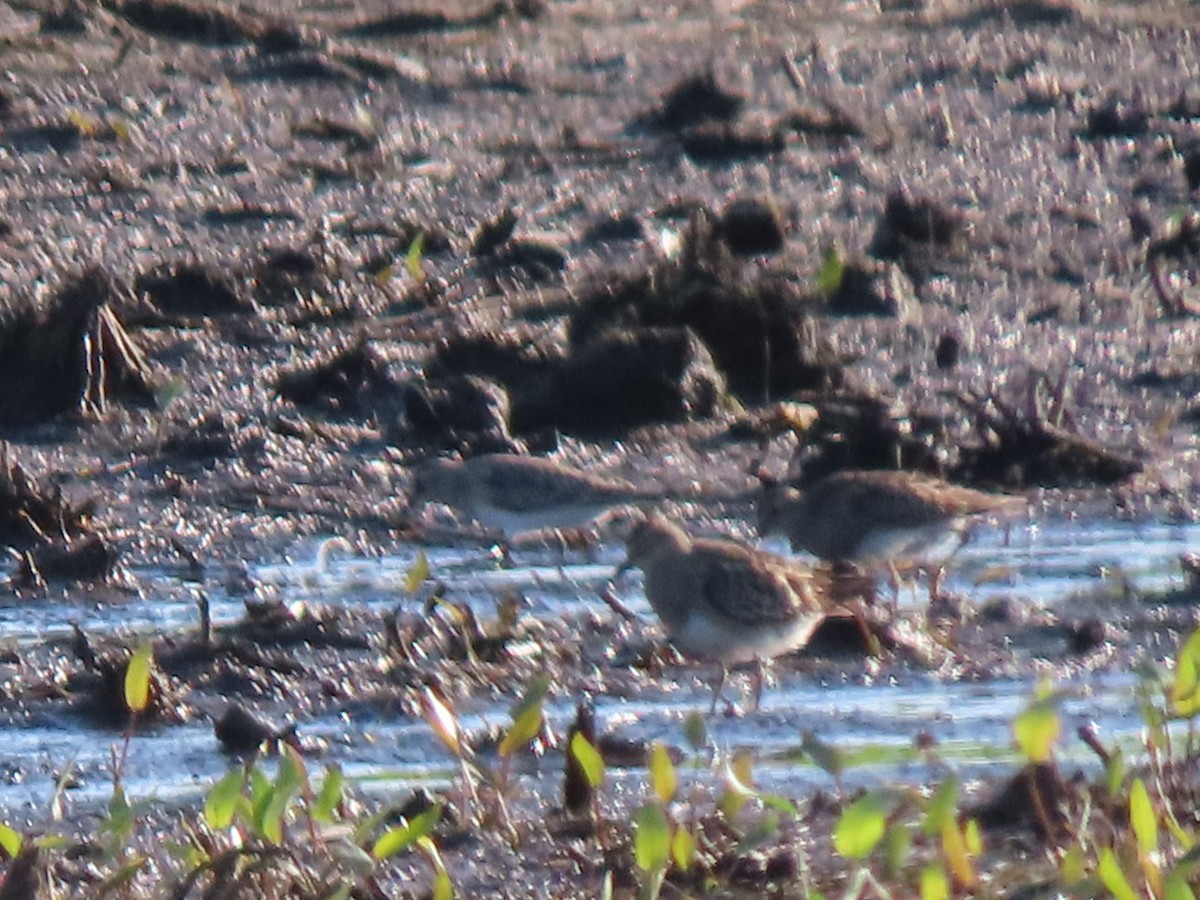 Baird's Sandpiper - ML622369910