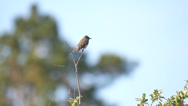 tyranovec olšový - ML622370042