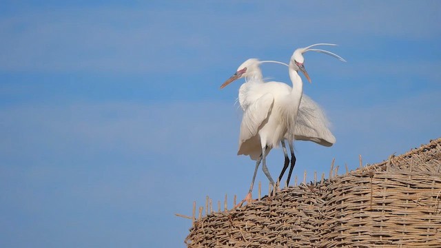 Aigrette à gorge blanche - ML622370094