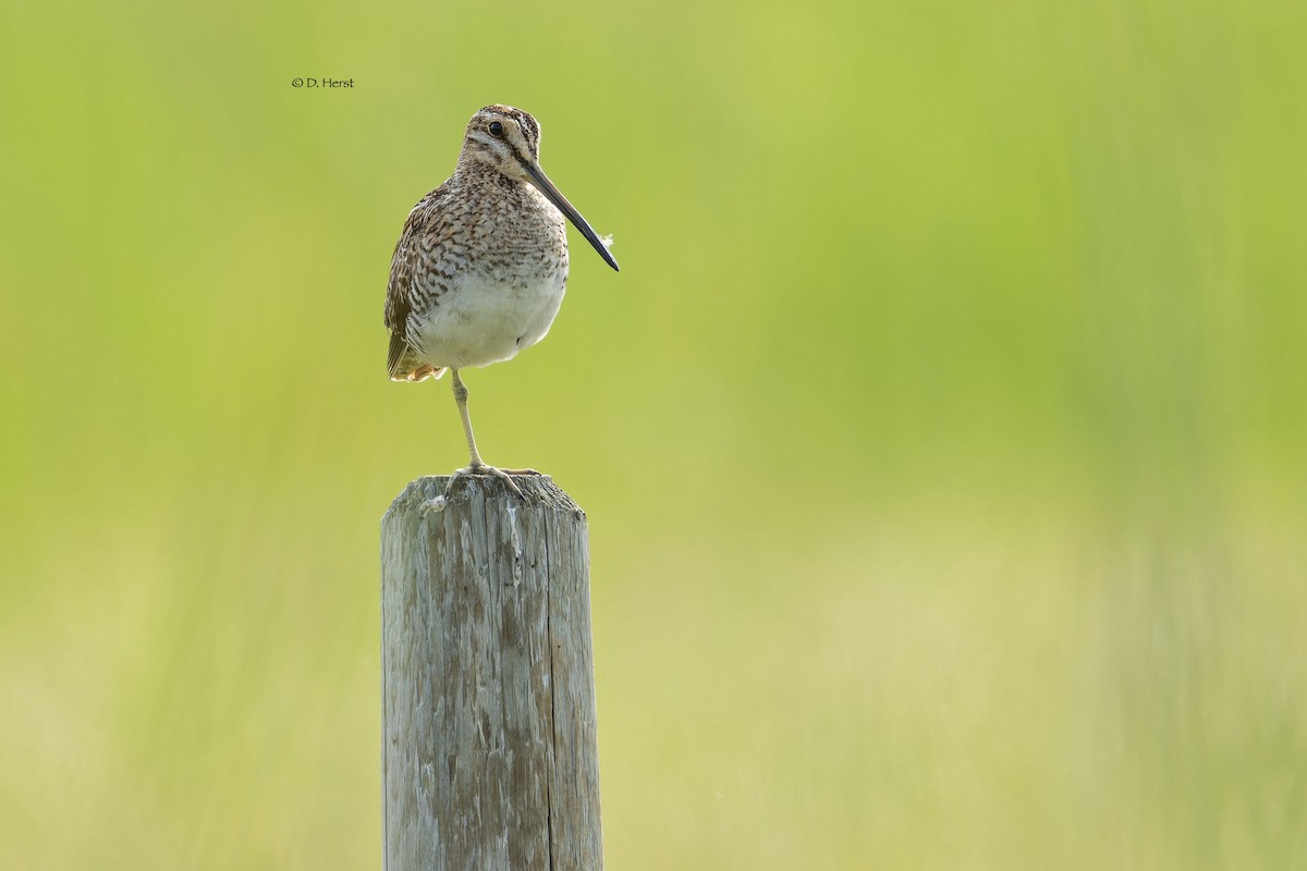 Wilson's Snipe - ML622370142