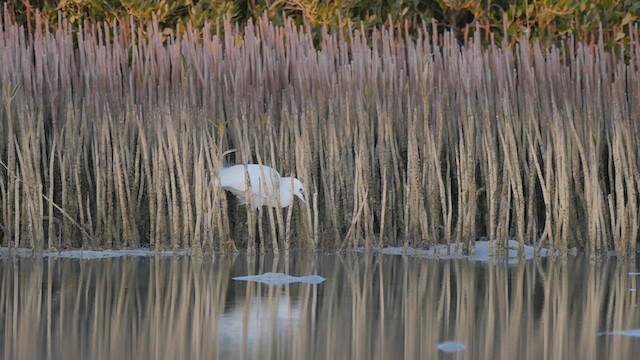 Little Egret - ML622370149