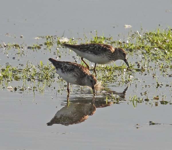 Least Sandpiper - ML622370186