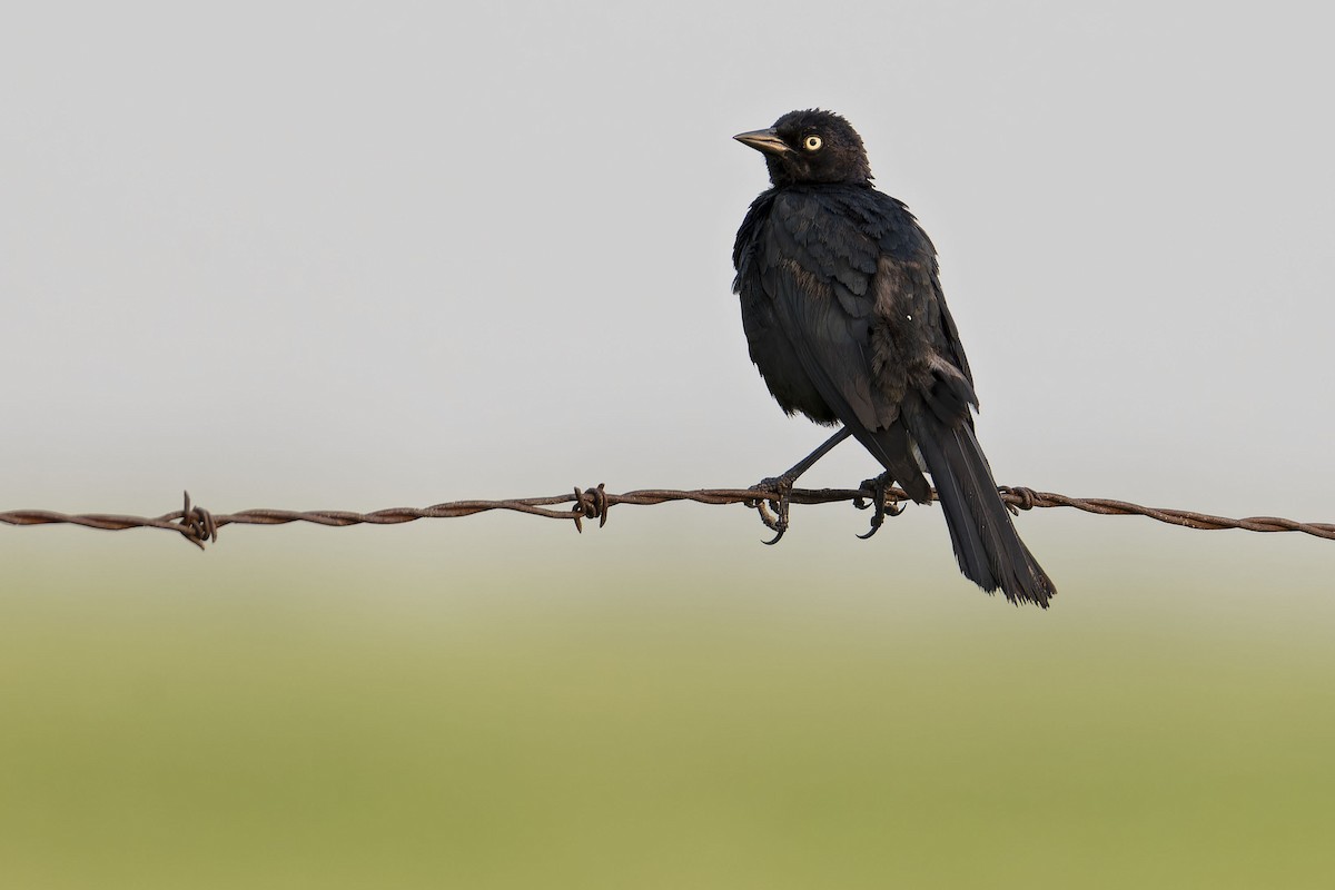 Brewer's Blackbird - ML622370194