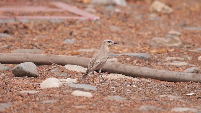 Isabelline Wheatear - ML622370219